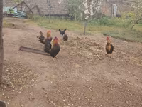 Bantam japonesa — foto 1