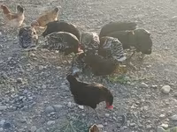 Turkeys — 1-сурет