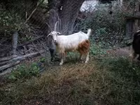 Billy Goat, Goats — photo 5
