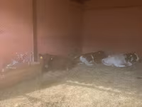 Kuh, Yaroslavl cattle — Foto 7