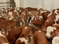 Bulle, Simmental cattle — Foto 3