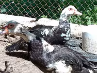 Ducks — الصورة 4
