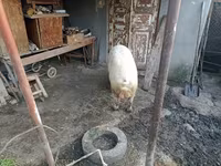 Eber, Schweine — Foto 2