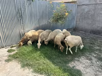كبش, الأغنام — الصورة 2
