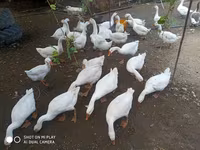 Geese — foto 1
