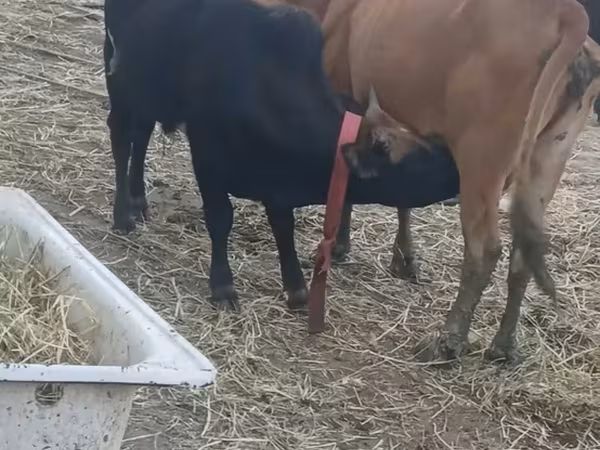 母牛, Cattle