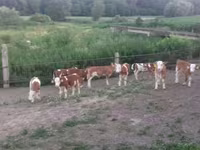 Бұқа, Simmental cattle — 3-сурет