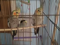 Salam 2 ədəd çox gözəl oxuyan karella var 2 side erkek olduğu üçün bir — foto 3