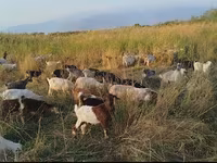 बकरी, बकरियाँ — फ़ोटो 2