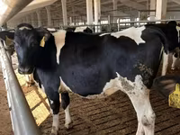 Kuh, Holstein-Rasse — Foto 4