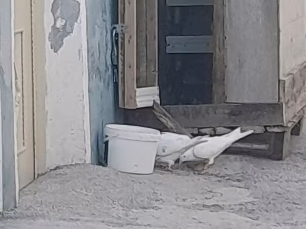 Yaxşi veziyyerdedir 6 xanesi var aşagiinida ortadan bölsen 8 xane olur