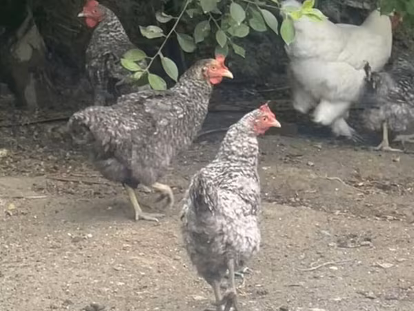 स्लोवेनियन बैर्ड हेन