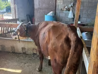 Kuh, Latvian Blue cattle — Foto 2