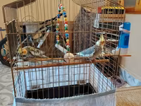 Nimfa (cockatiel) cütü və qəfəslə birlikdə komplekt. - 2 ədəd nimfa — Foto 2