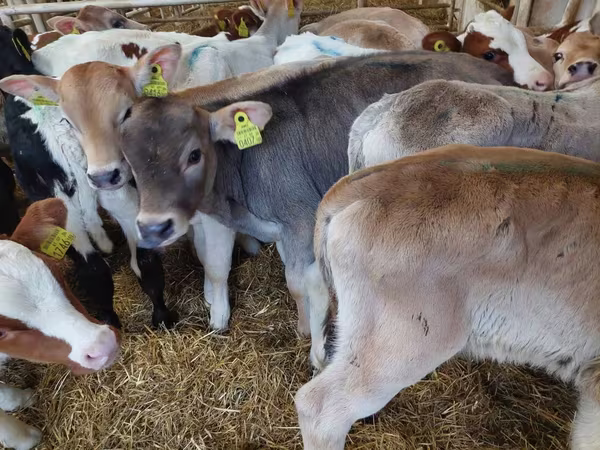 Buqa, Simmental cattle