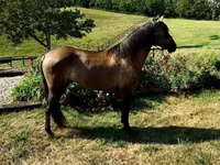 حصان, Rocky Mountain Horse — الصورة 2