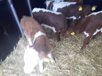 Buğa, Simmental cattle — foto 2