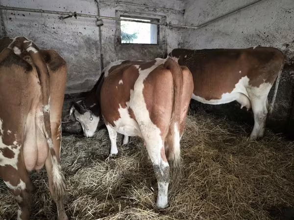 Kuh, Simmental cattle
