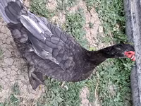 Ducks — 1-сурет