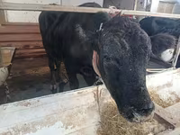 牛只（批次，未指定性别）, Aberdeen-Angus — 照片 1