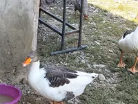 Geese — फ़ोटो 2