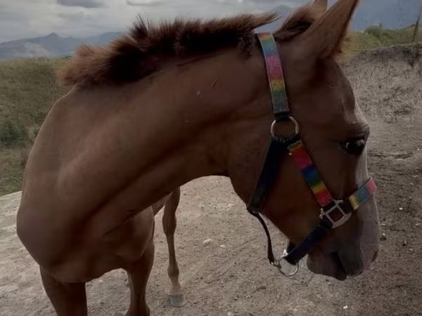 Hengst, Tiger horse