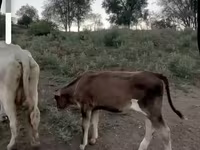 Vaca, Latvian Blue cattle — foto 2