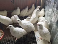 टेक्सास ए एंड एम — फ़ोटो 8