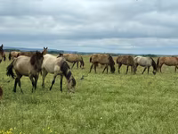 घोड़ी, Horse breed — फ़ोटो 2