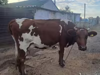 母牛, Simmental cattle — 照片 3