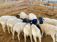 Schaf, Dorper sheep — Foto 2