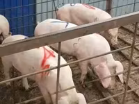 Қабан, Шошқалар — 7-сурет