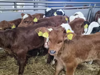 Rinder (Partie, Geschlecht nicht angegeben), Simmental cattle — Foto 1