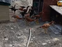 Chickens — 8-rasm