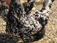 Chickens — foto 3