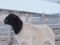 Қошқар, Dorper sheep — 3-сурет
