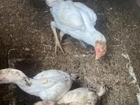 Chickens — 2-rasm
