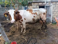 İnək, Simmental cattle — foto 2