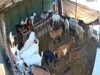 母山羊, Saanen goat — 照片 3
