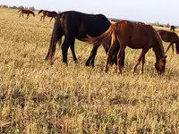 Caballos (lote, sexo no especificado), Horse breed — foto 2
