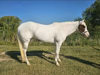 Stute, American paint horse — Foto 8