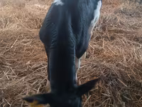 Bulle, Simmental cattle — Foto 3