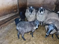 Oveja, Romanov sheep — foto 4