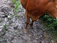 Cow, Cattle — photo 2