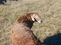 Schaf, Hissar sheep — Foto 2