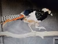 Chickens — Foto 2