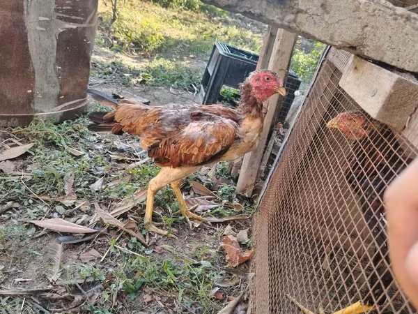 Chickens