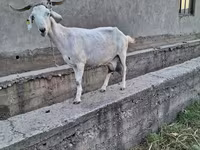 Коза, Альпийская коза — фото 2