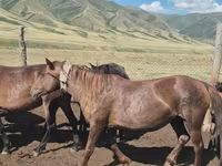 Yegua, Caballos — foto 2