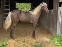 Кобила, Rocky Mountain Horse — фото 7